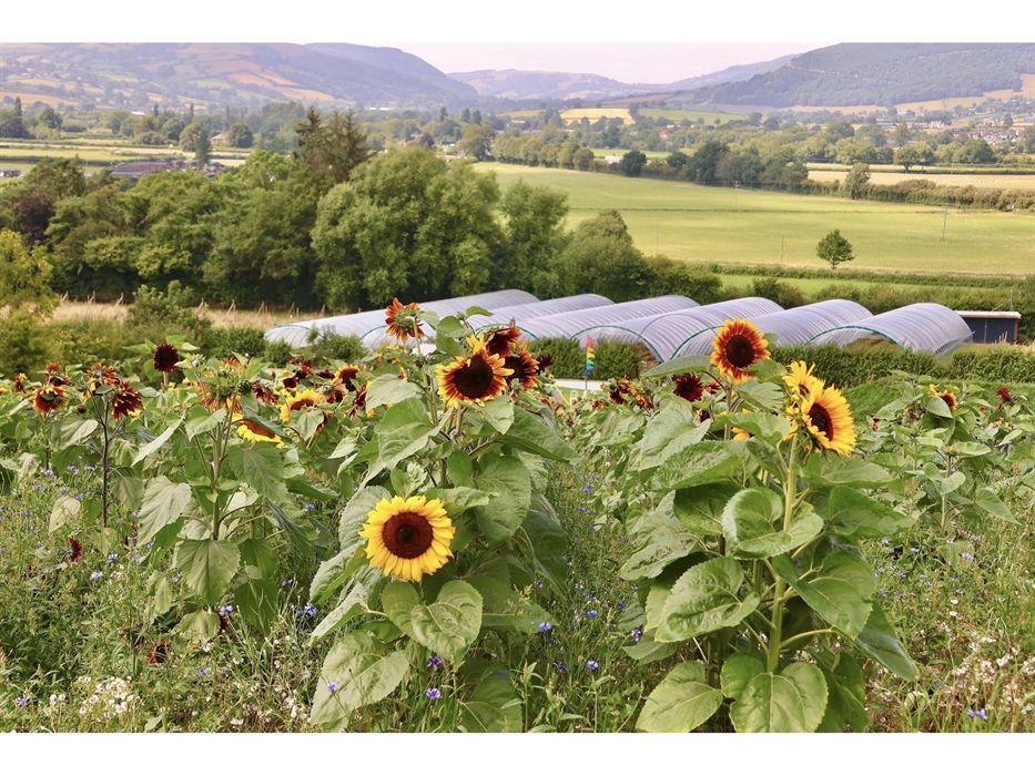 Sunflowers