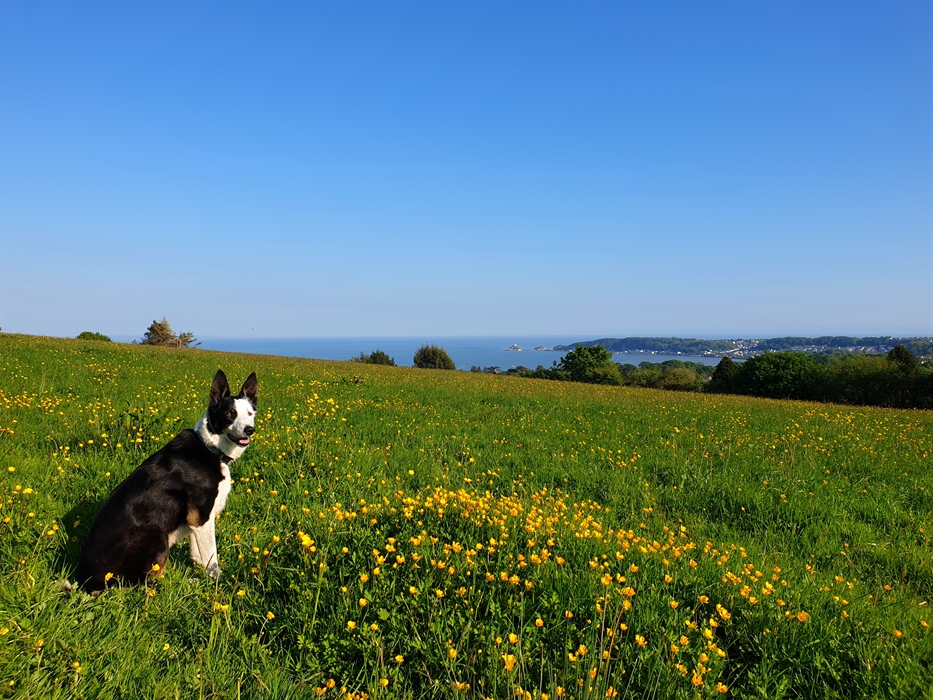 All cottages are dog-friendly. Gorgeous views over Swansea Bay & Mumbles Village