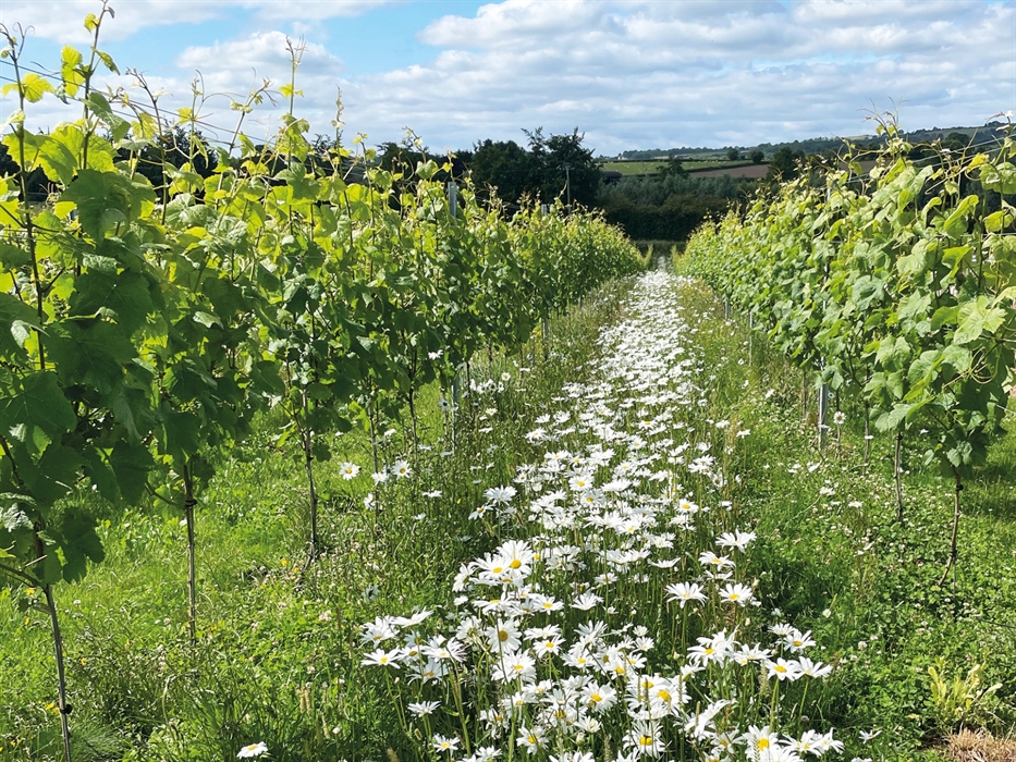 The Dell Vineyard