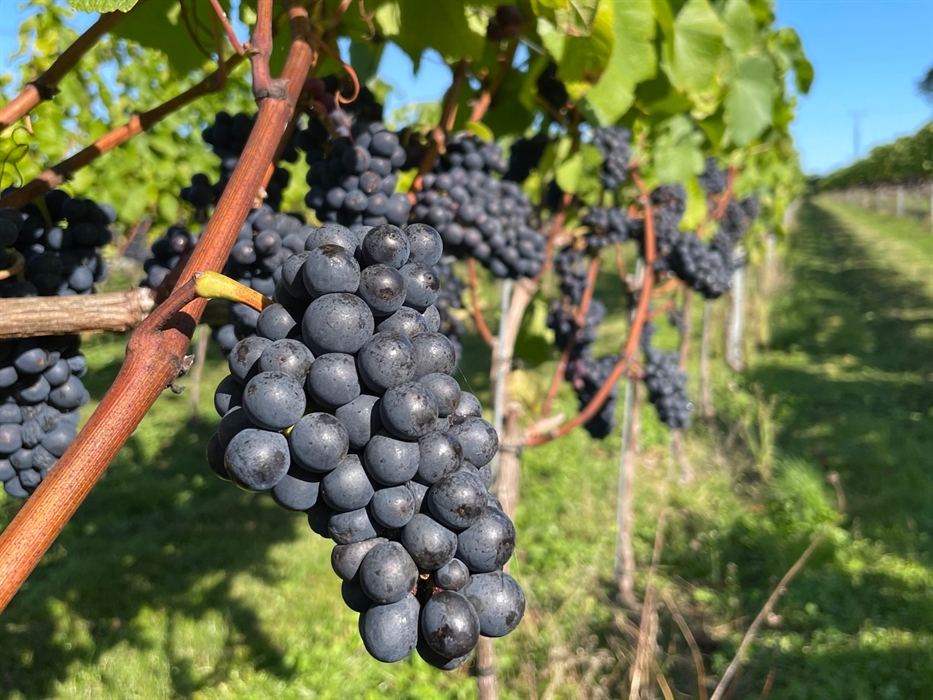The Dell Vineyard