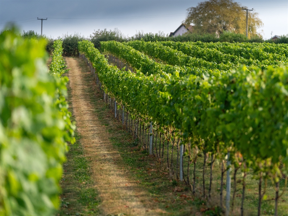 The Dell Vineyard