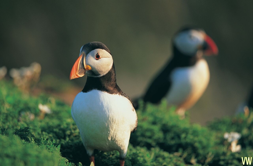 Puffins, Skomer Island, south Wales