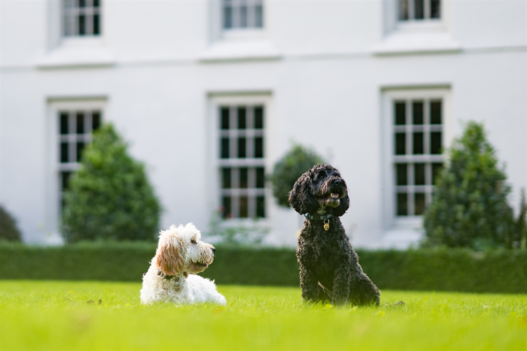 Country house hotel exterior with 2 dogs