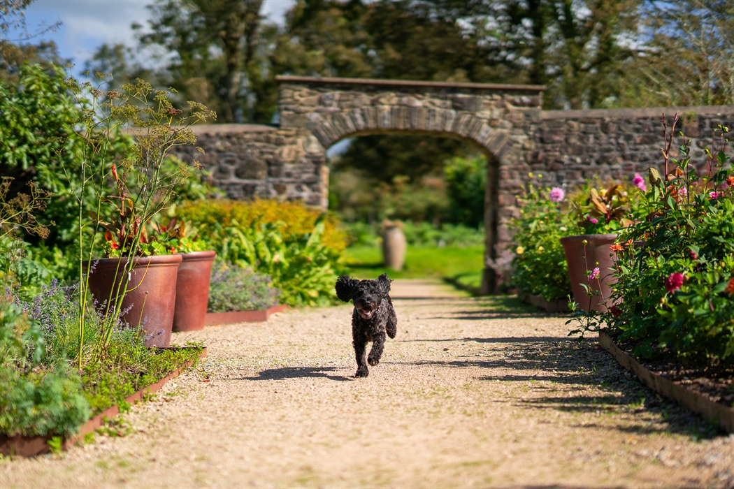 Country house hotel garden with dog