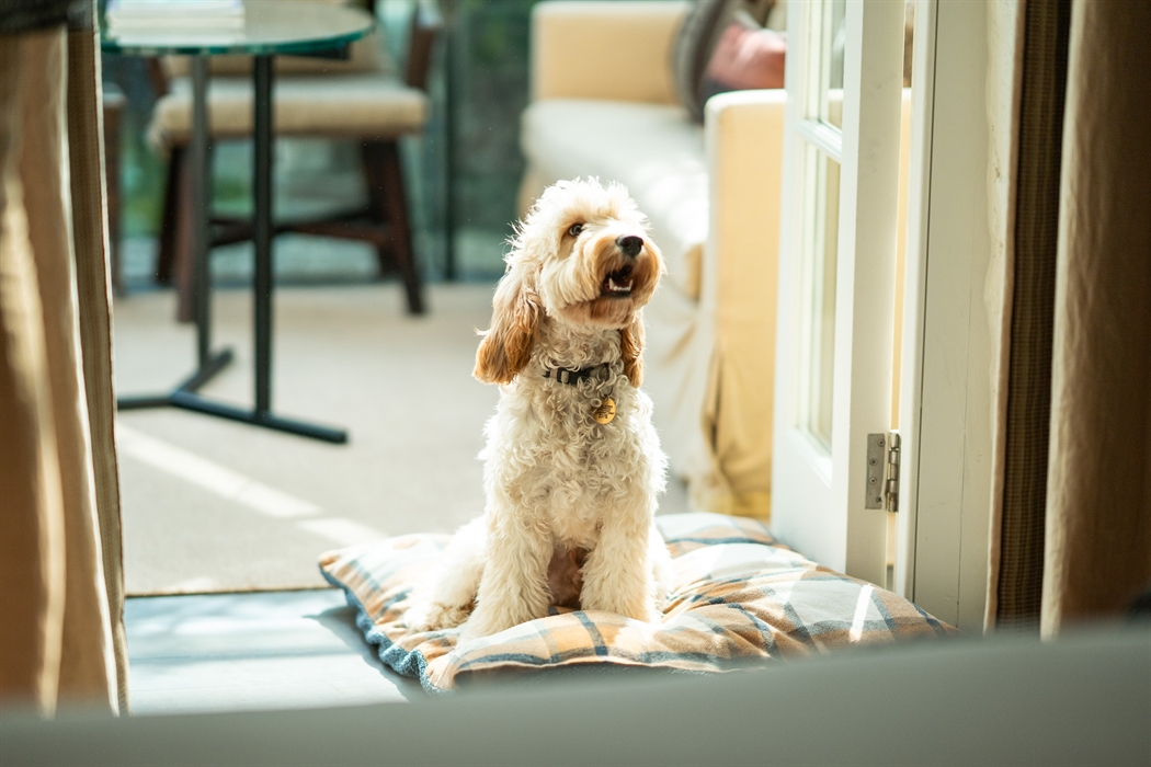 Hotel dog friendly suite with dog