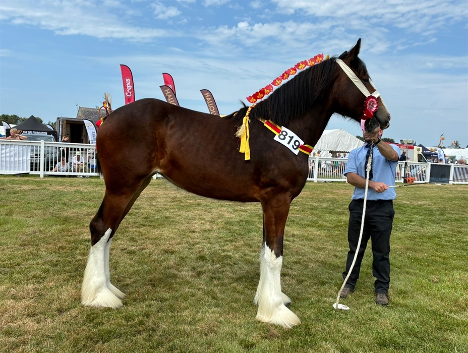 Anglesey County Show
