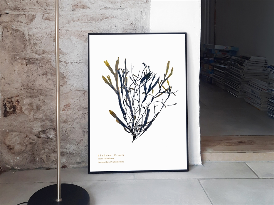 Image of a Bladder Wrack pressed seaweed print, shown framed in black
