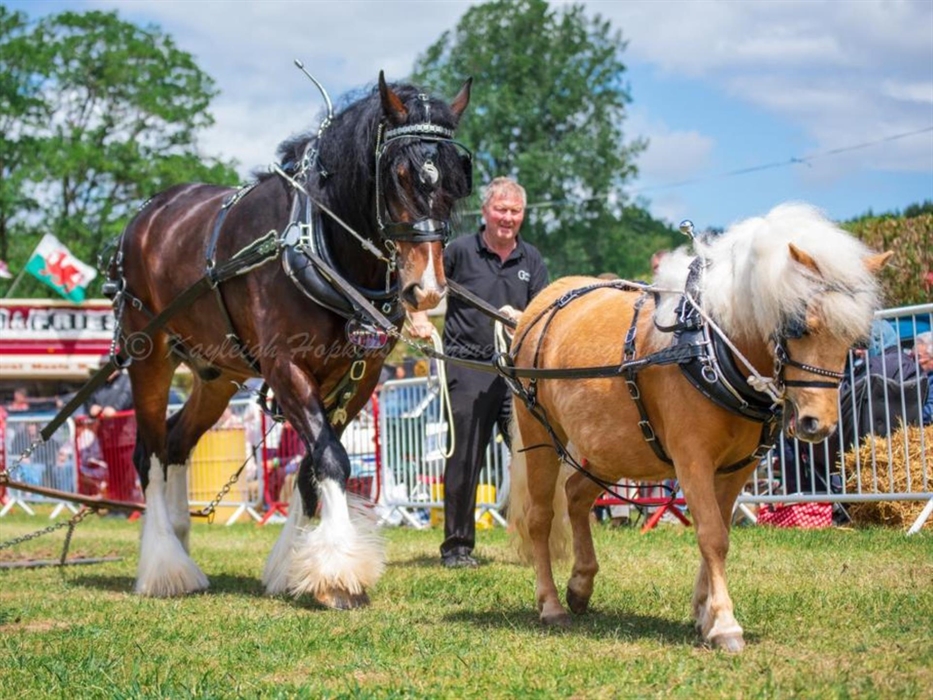 Bridgend Country Show