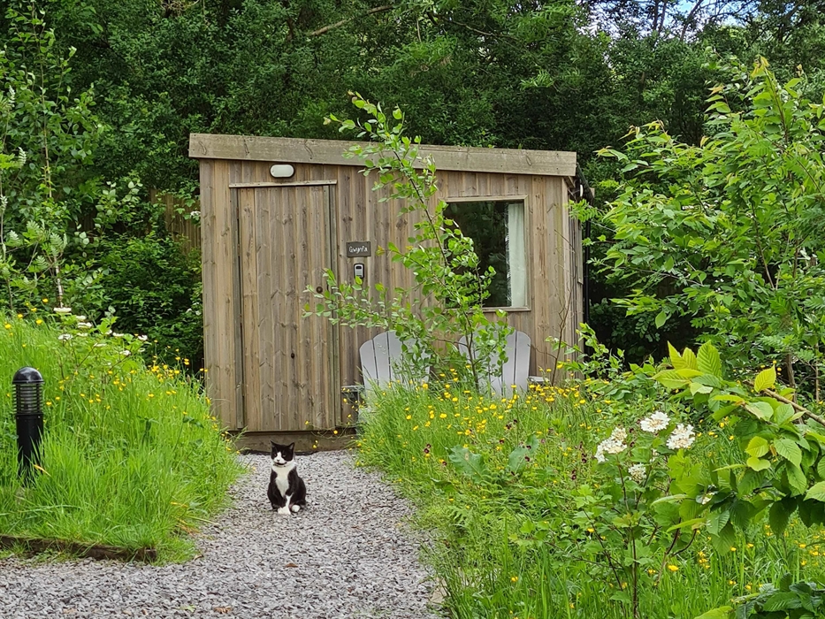 a black and white cat sat on a gravel path in front of a wooden cabin that is surrounded by trees and shrubs