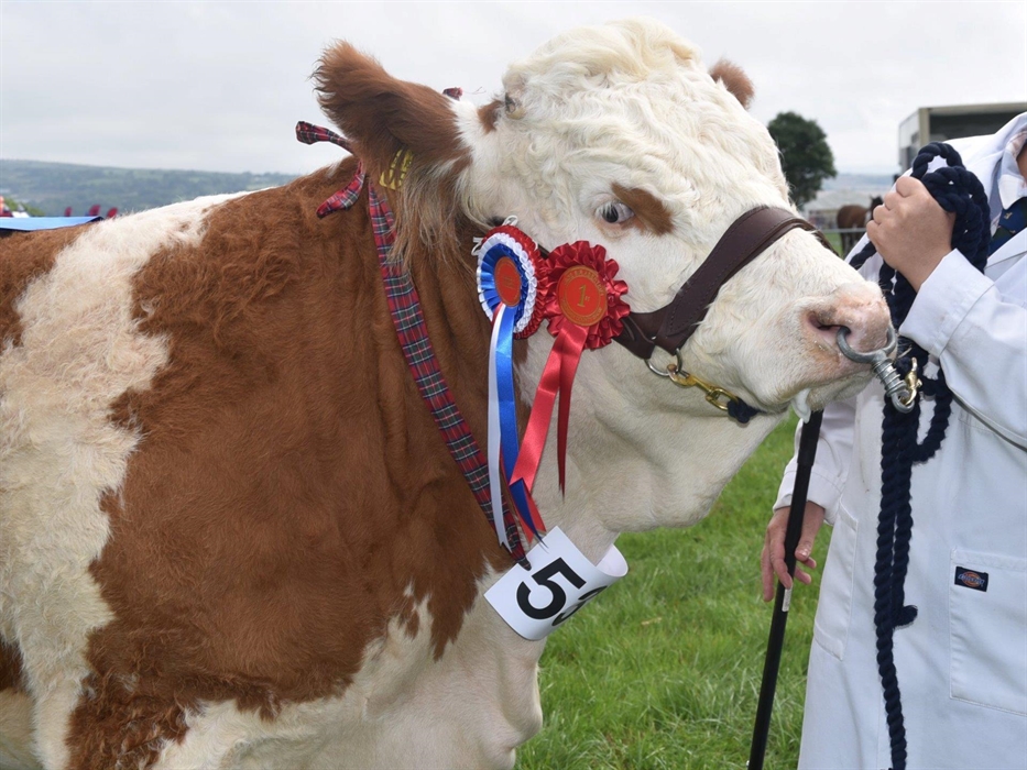 Cardigan County Show