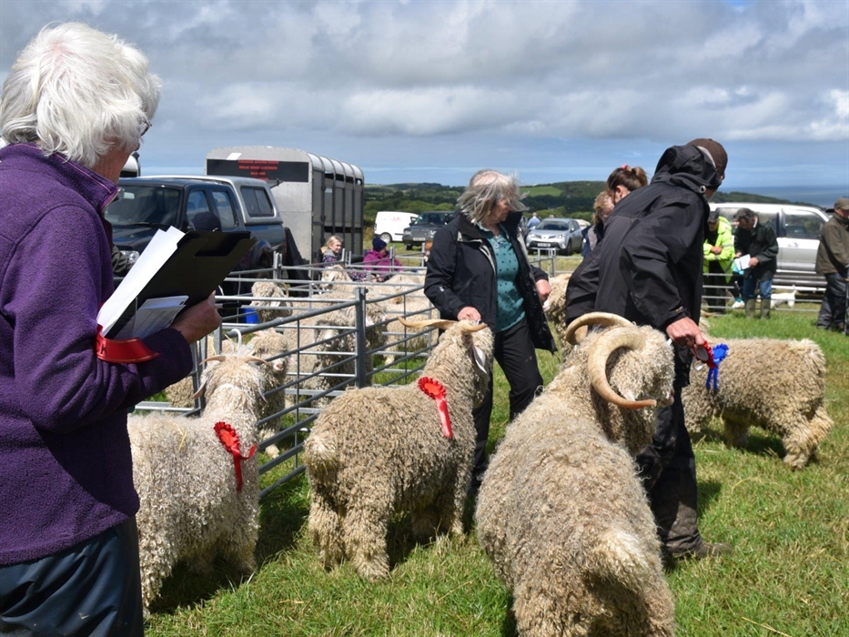 Getting reay to be shown at Cardigan County Show