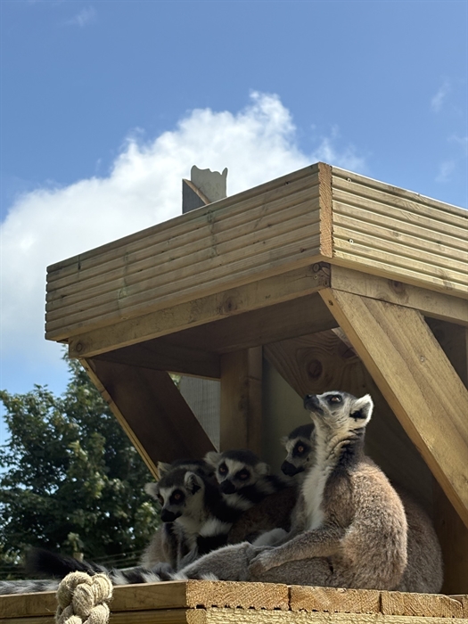 Our Lemurs