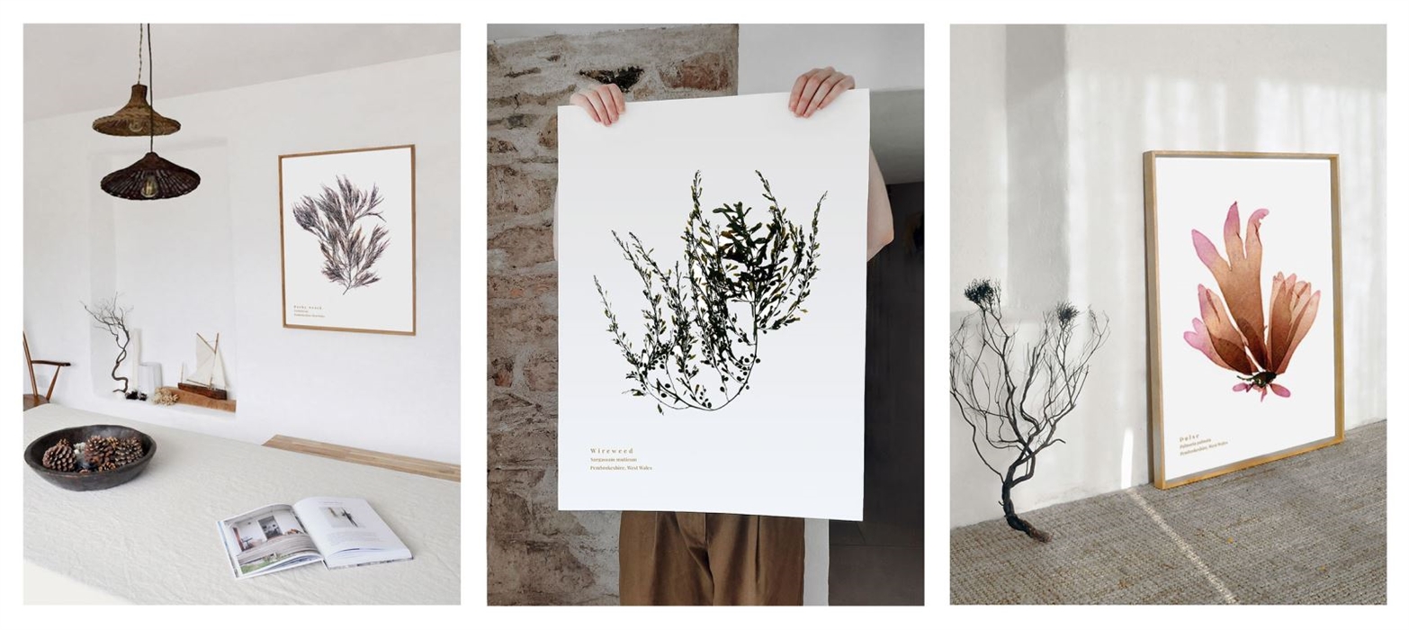 Image showing 3 separate seaweed prints