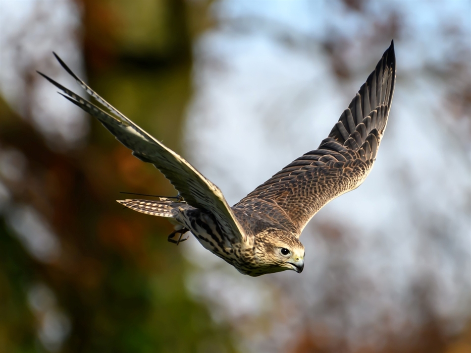 Falcon in flight