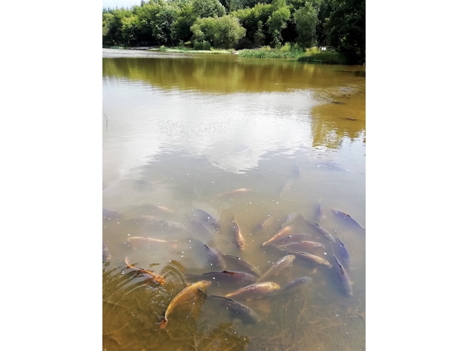 Gweryd Lakes Fishery