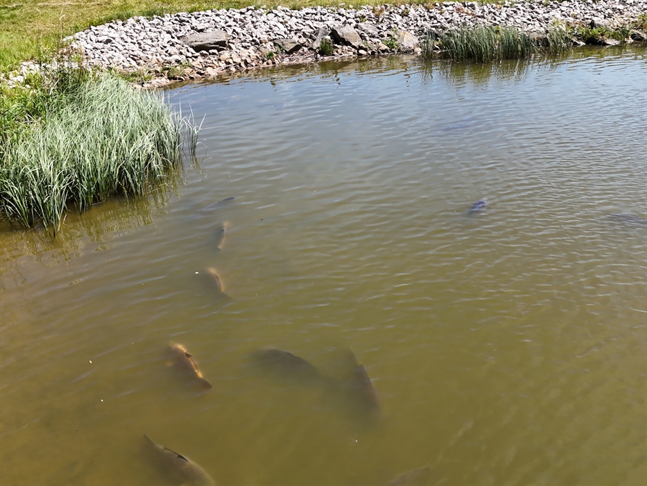 Gweryd Lakes Fishery