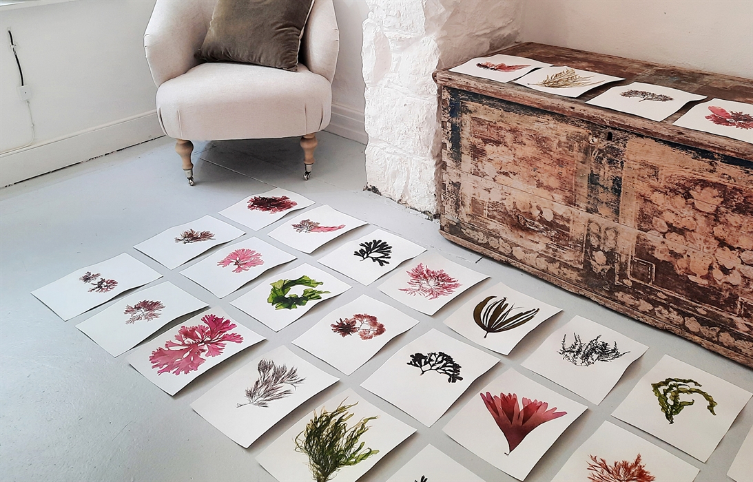 Image showing a selection of our hand pressed seaweeds