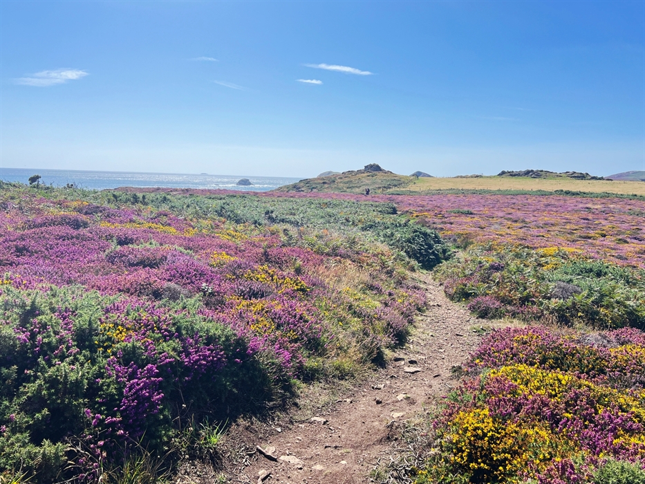 Heather and gorse on the coast path in summer