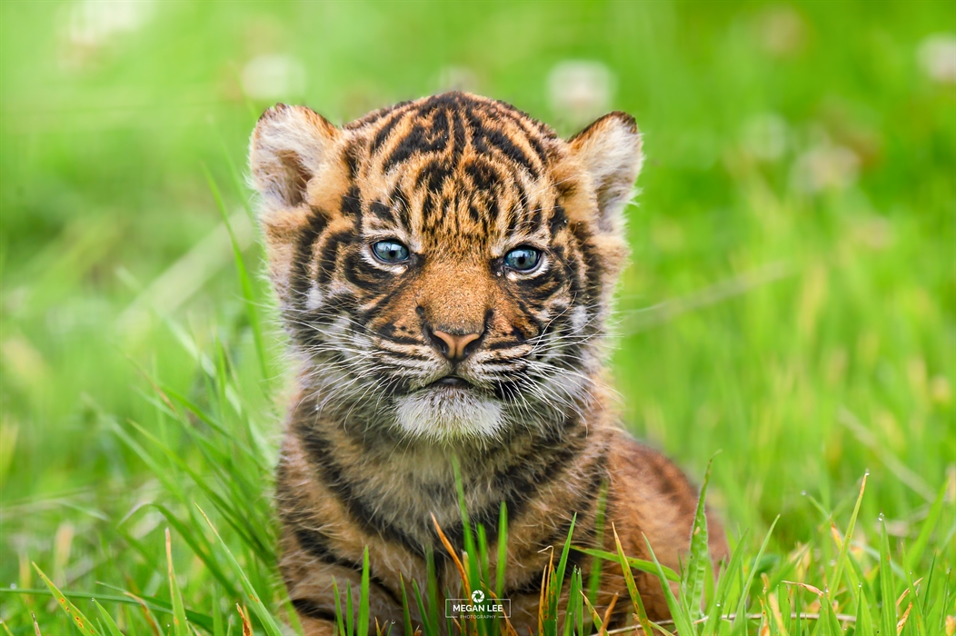Maddox The Tiger Cub
