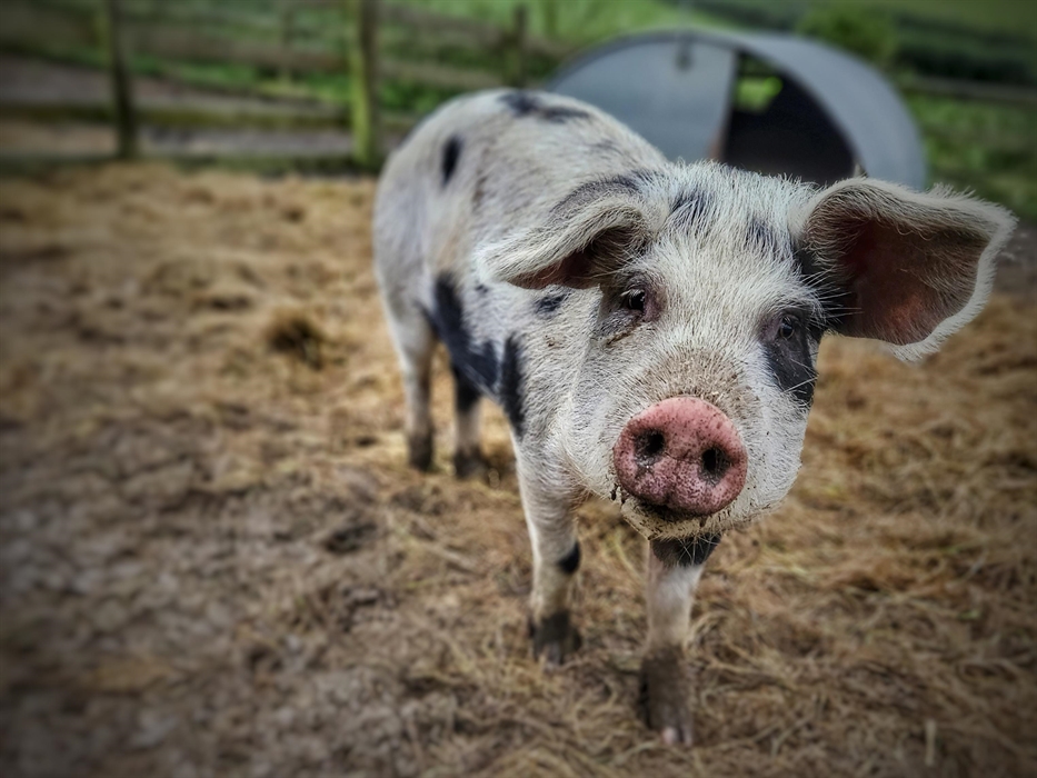 Meet our many friendly animals