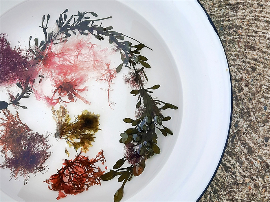 Image showing a selection of foraged seaweed being washed in a tin bowl