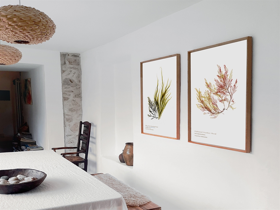 Image showing twoo framed seaweed prints hung on a wall.