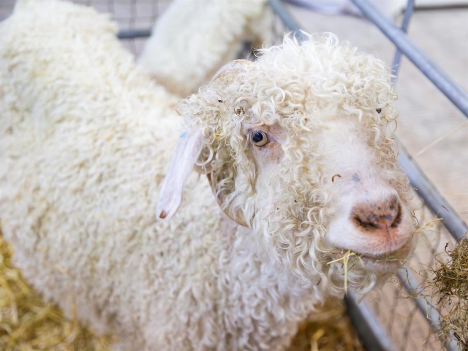 Wonderwool Wales - how cute